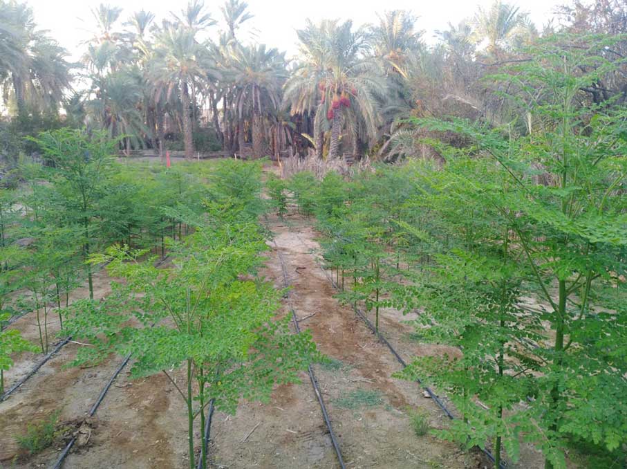 کاشت درخت مورینگا