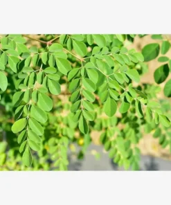 برگ تازه مورینگا روی شاخه – منشأ طبیعی محصول